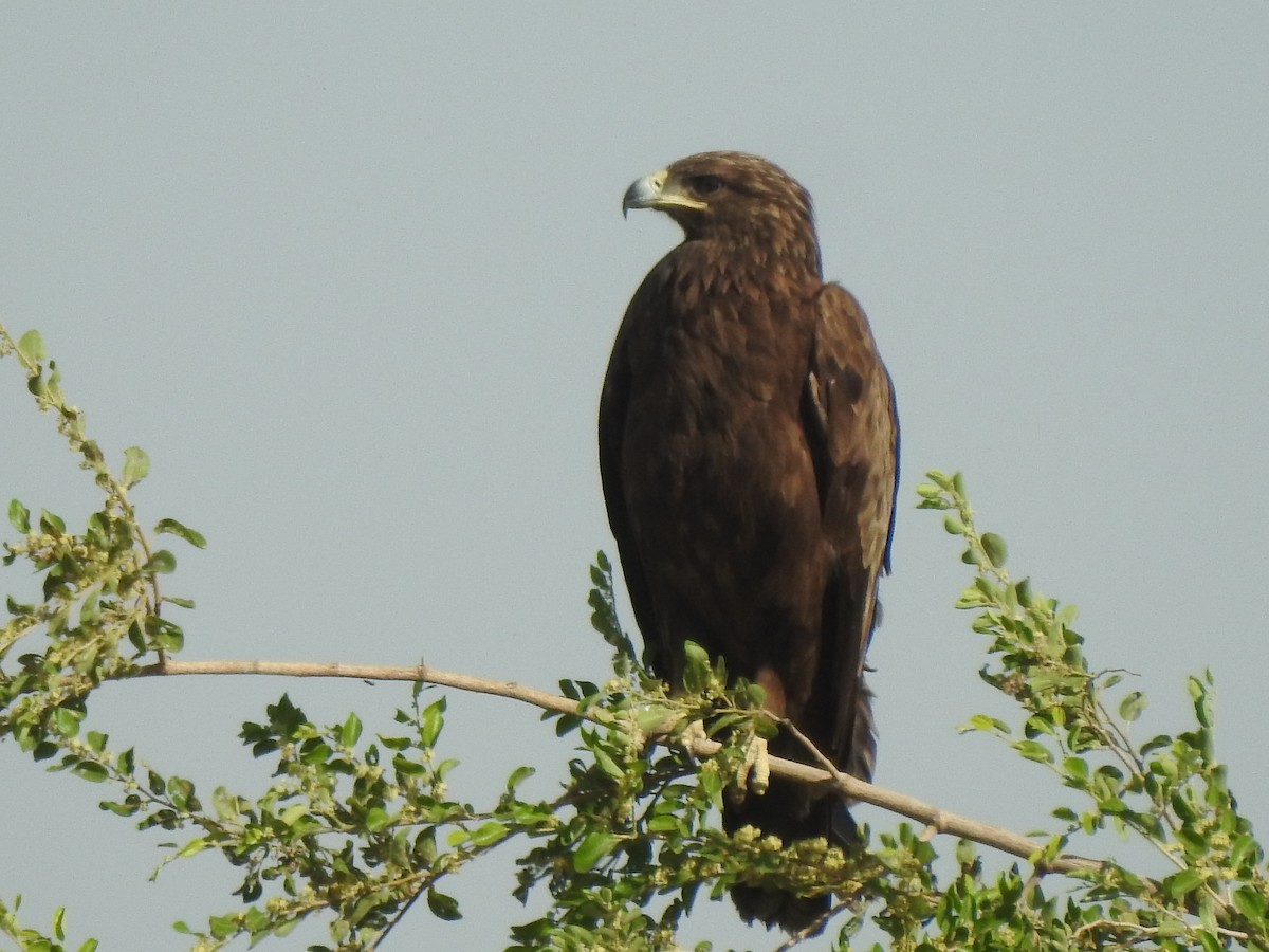 Greater Spotted Eagle - ML379963781