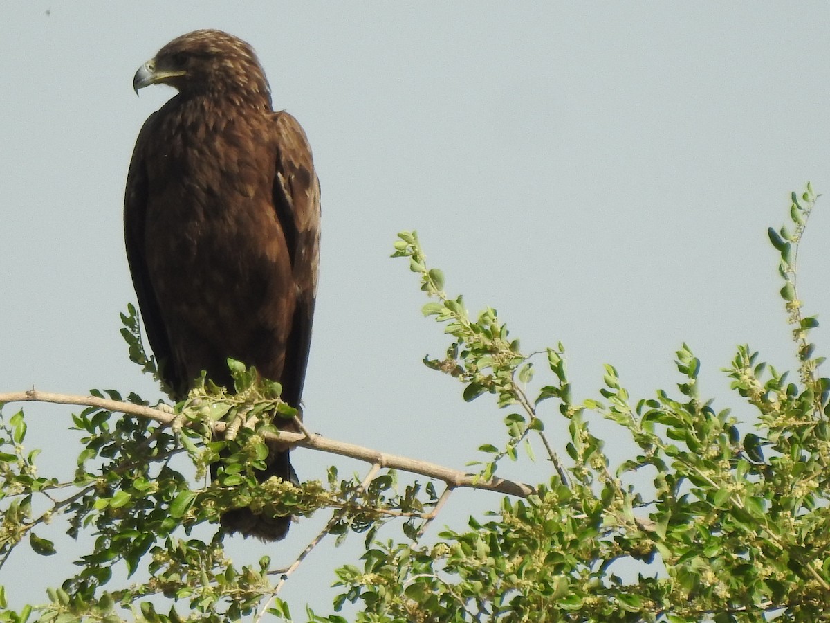 Greater Spotted Eagle - ML379963831