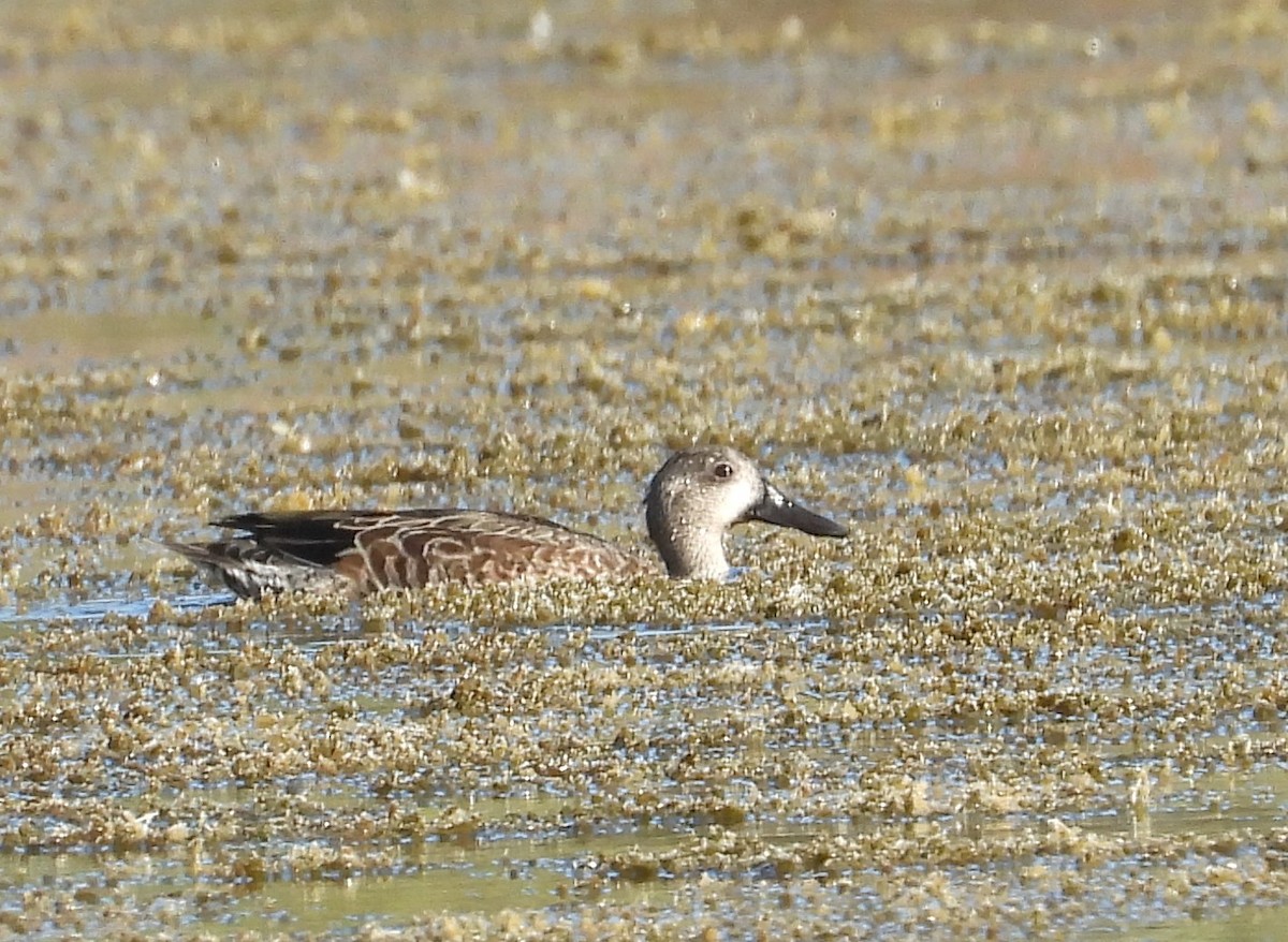Blue-winged Teal - ML379965761