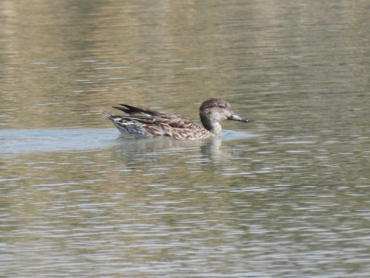 Green-winged Teal - ML379965901