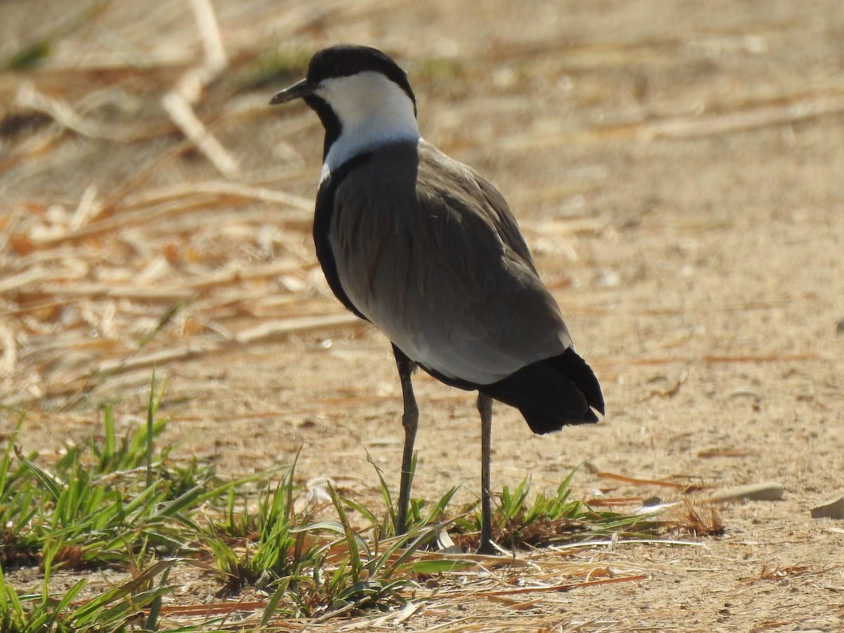 Spur-winged Lapwing - ML379966621