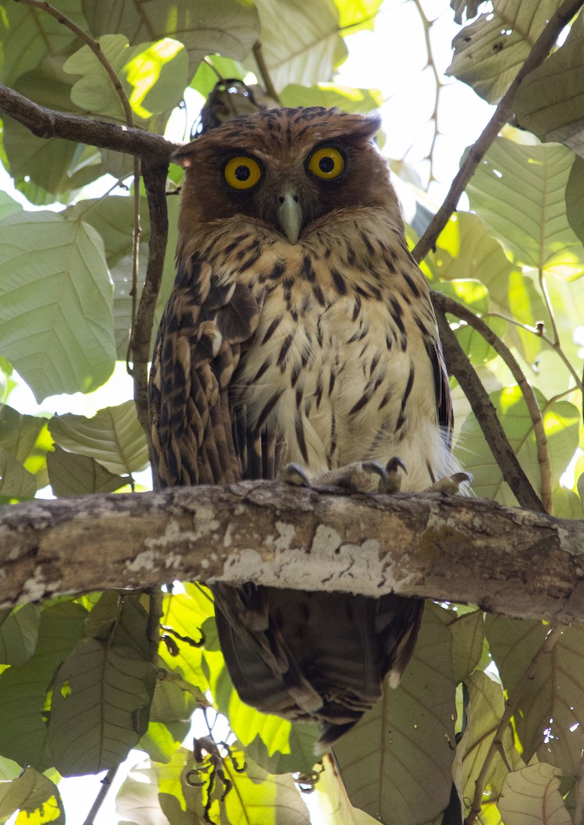 Philippine Eagle-Owl - ML379967341