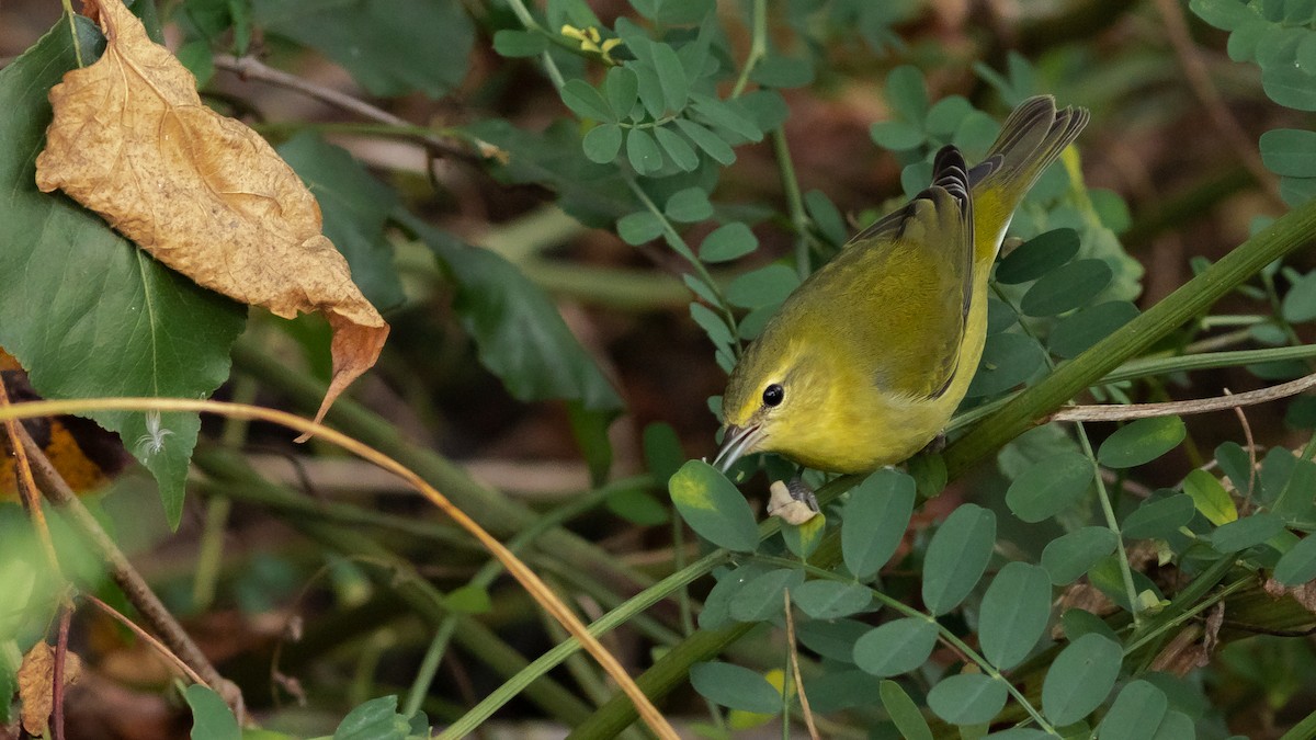 Tennessee Warbler - Todd Kiraly