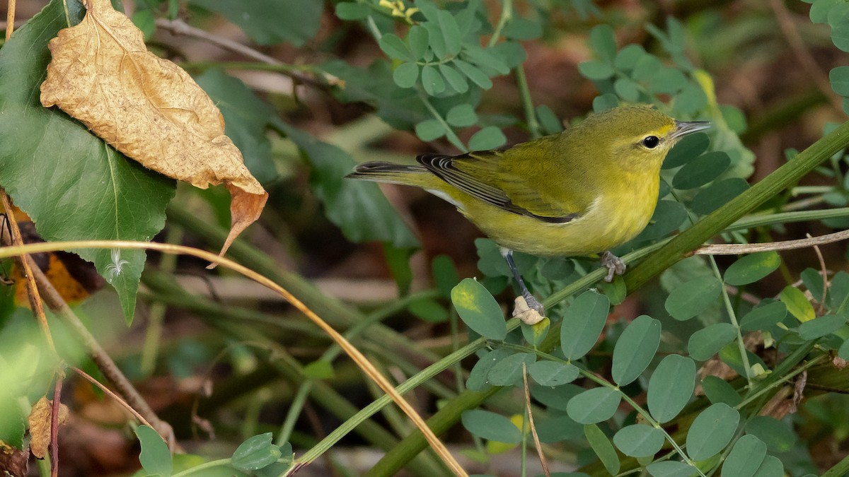 Tennessee Warbler - Todd Kiraly