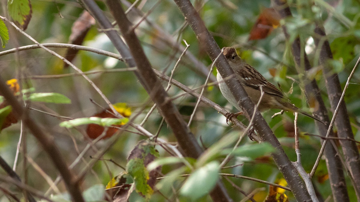 White-crowned Sparrow (leucophrys) - Todd Kiraly