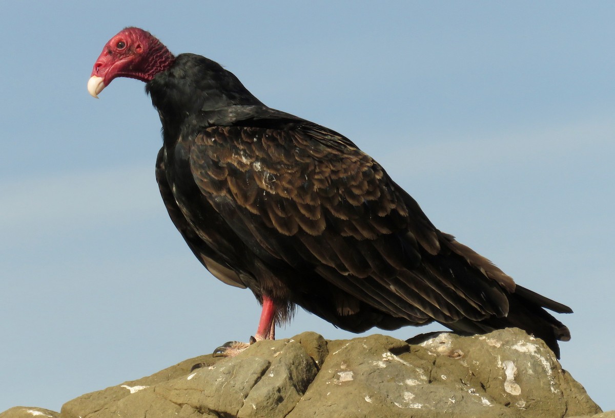 Turkey Vulture - ML37996901
