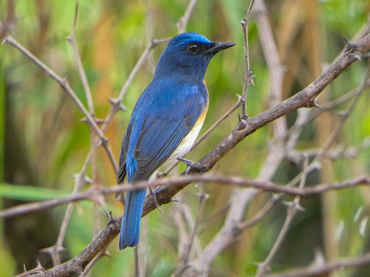 Blue-throated Flycatcher - Bijoy Venugopal