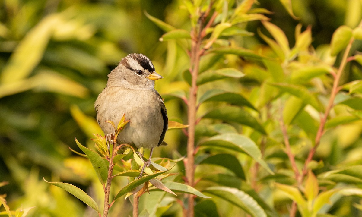 White-crowned Sparrow - ML379972741