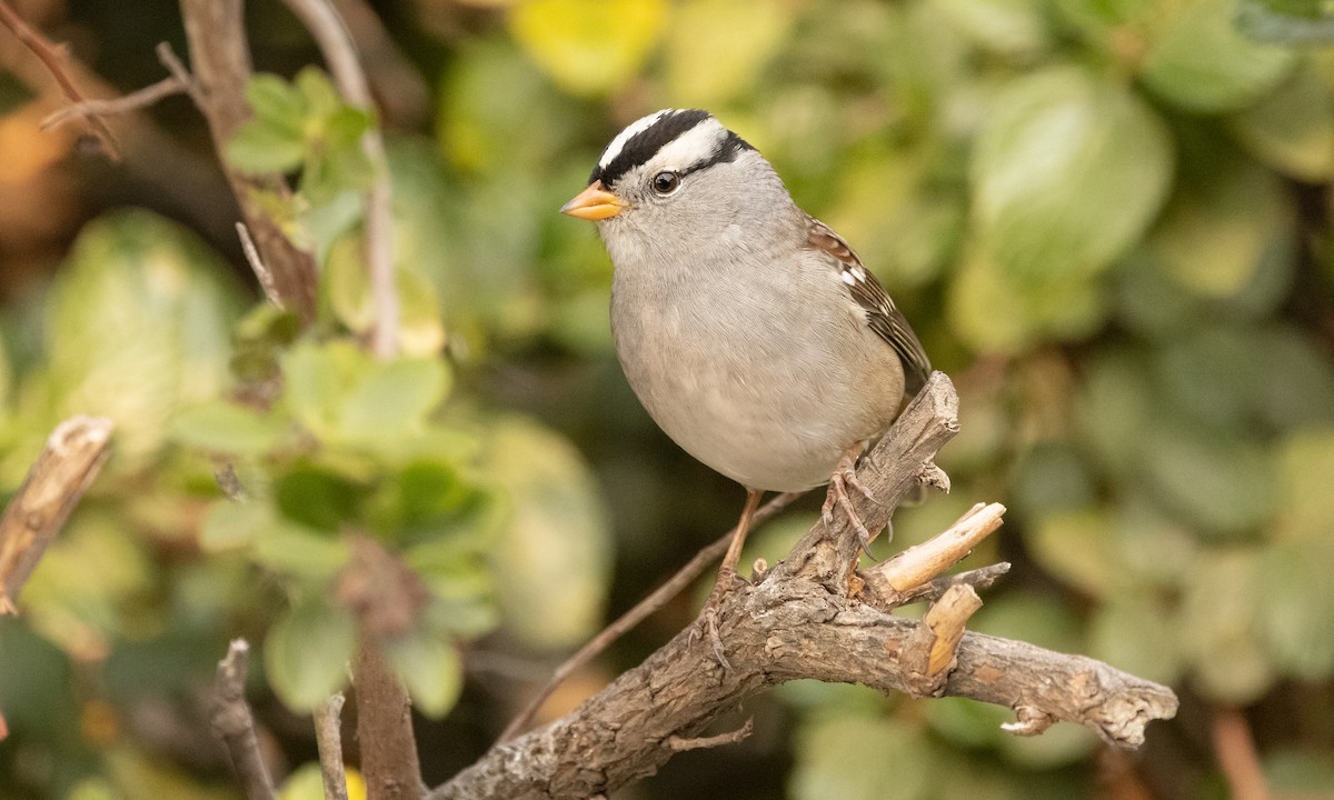 White-crowned Sparrow - ML379972761