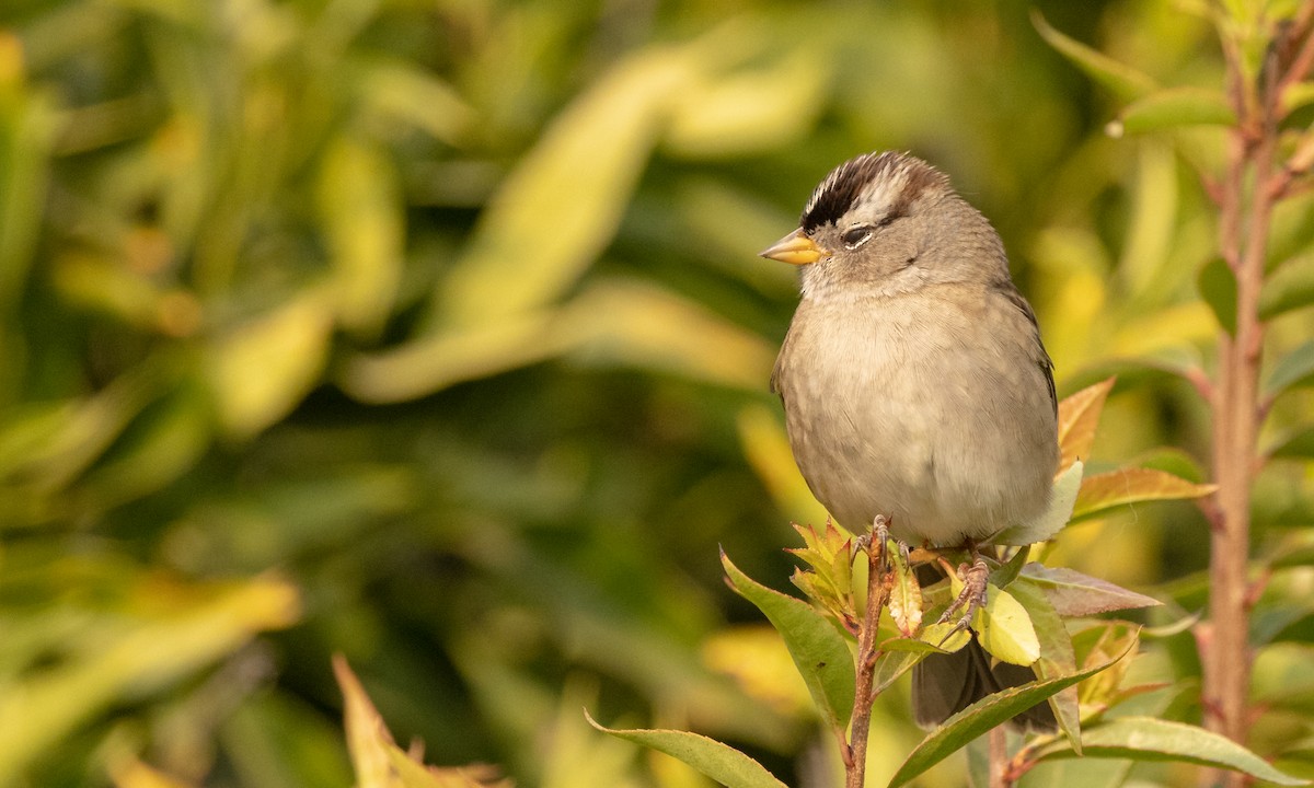 White-crowned Sparrow - ML379972771