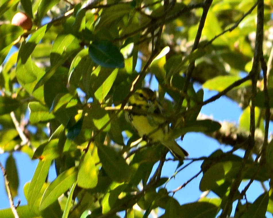 Black-throated Green Warbler - Nina Rach