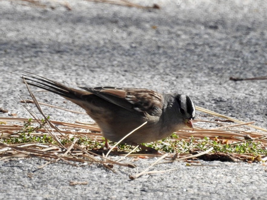 White-crowned Sparrow - ML379976261