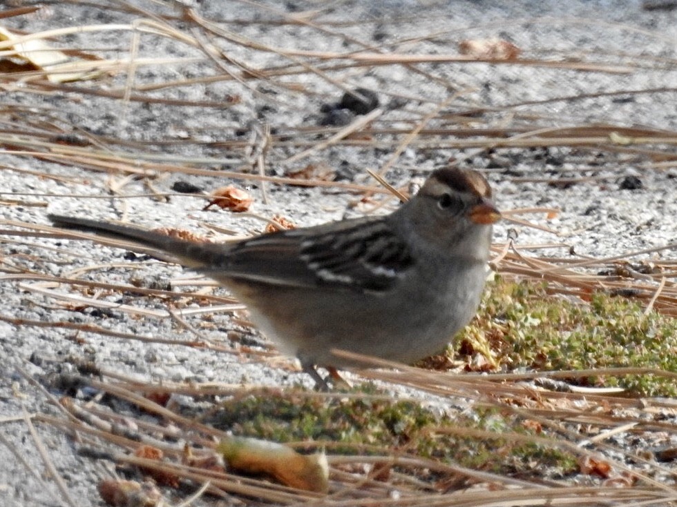 White-crowned Sparrow - ML379976271