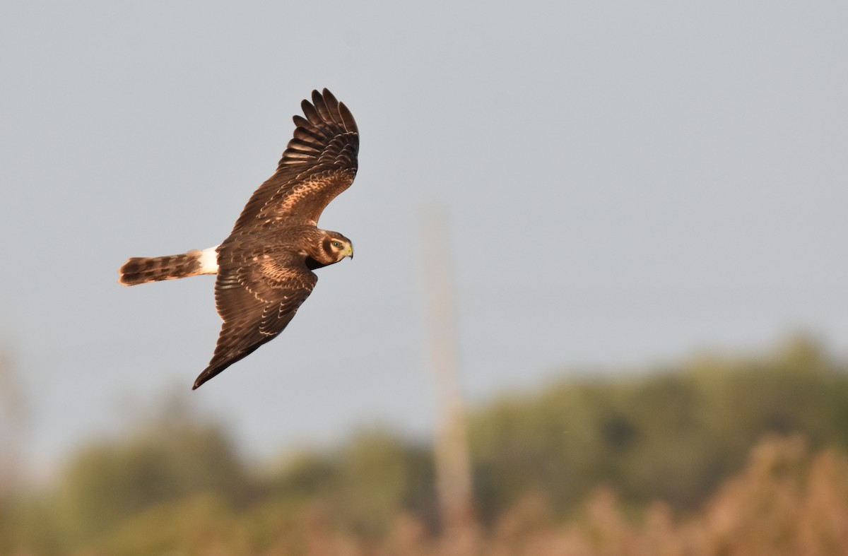 Northern Harrier - Paul Clifford