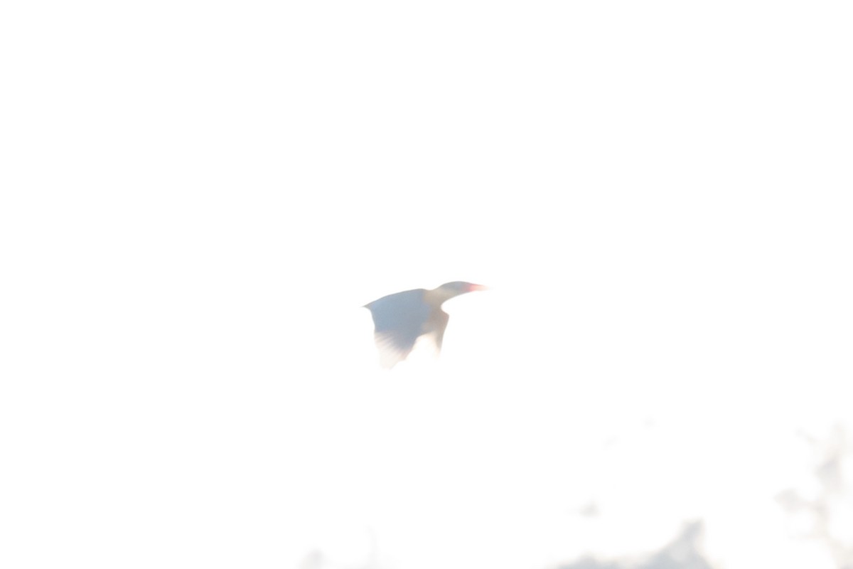 Stork-billed Kingfisher - Andrew William