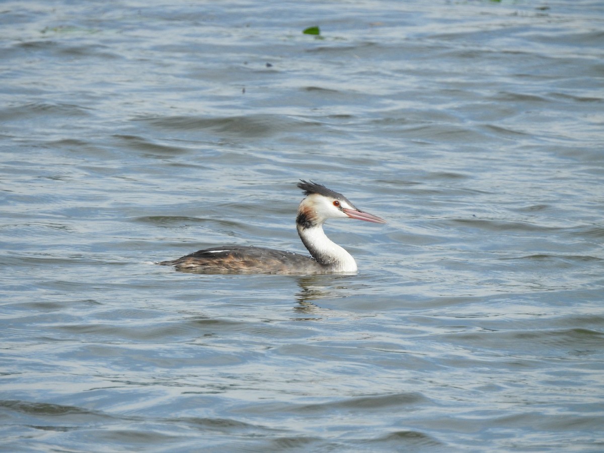 Great Crested Grebe - ML379984281