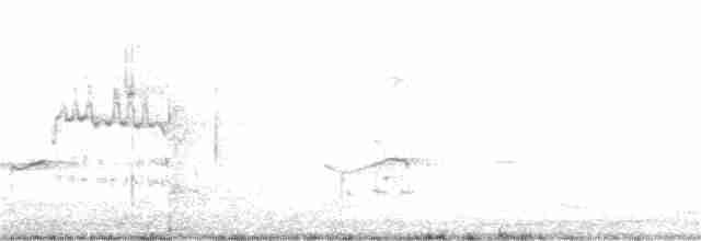 Mouette argentée (novaehollandiae/forsteri) - ML379985011