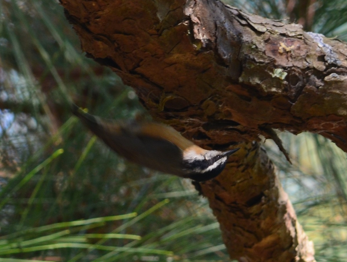Red-breasted Nuthatch - Nina Rach