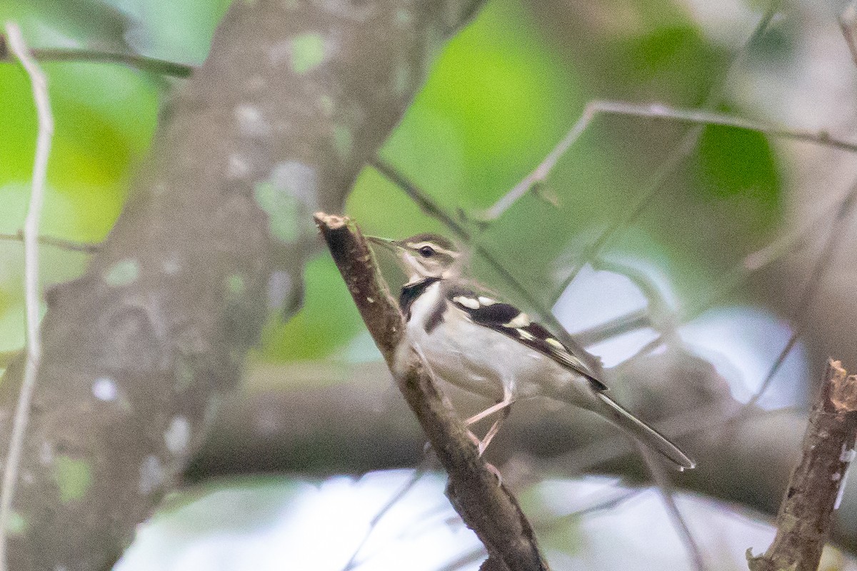 Forest Wagtail - ML379992531