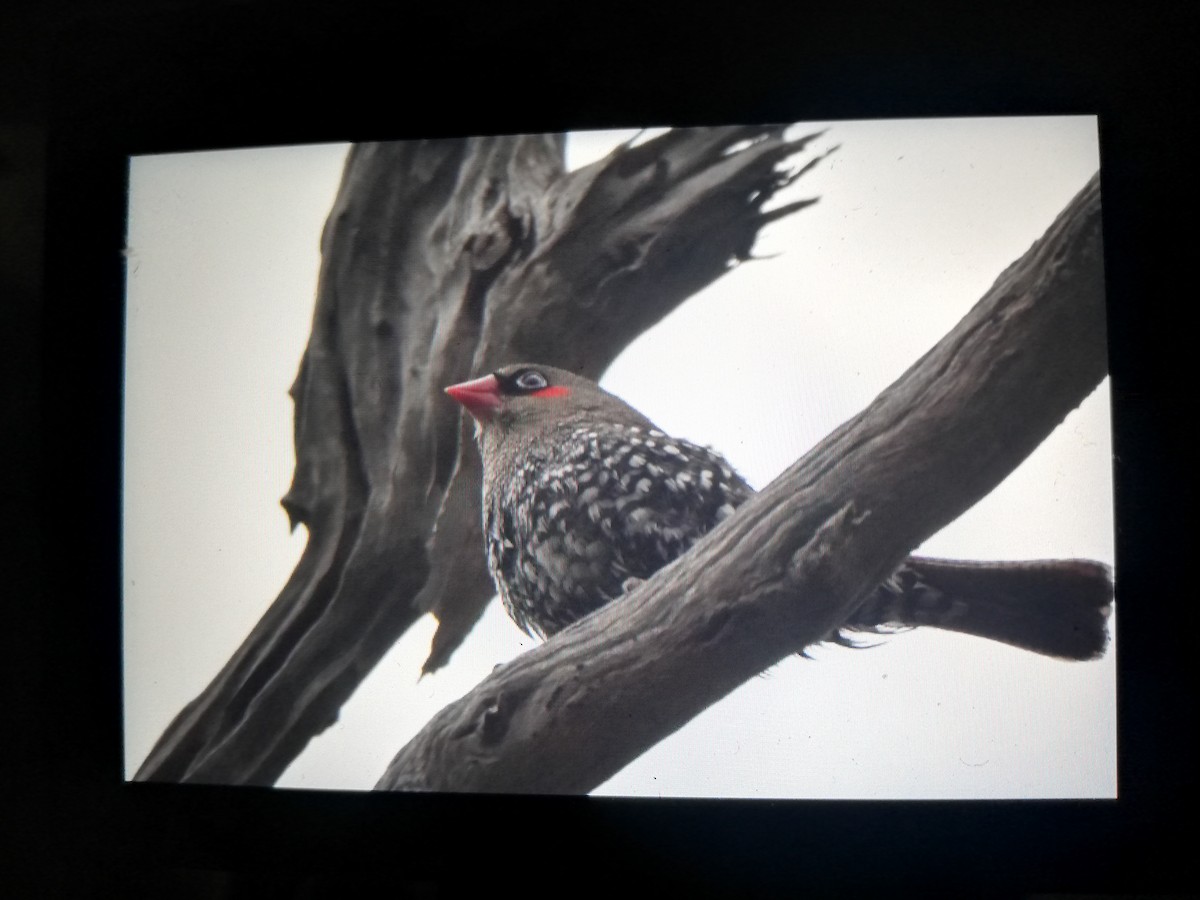 Red-eared Firetail - ML379993821