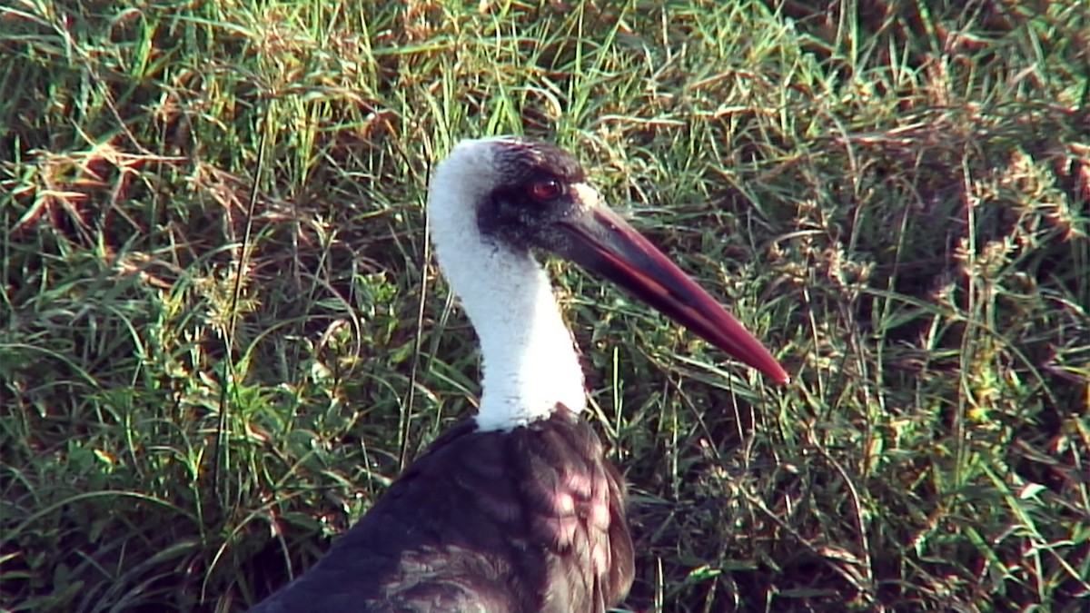 African Woolly-necked Stork - ML379999771