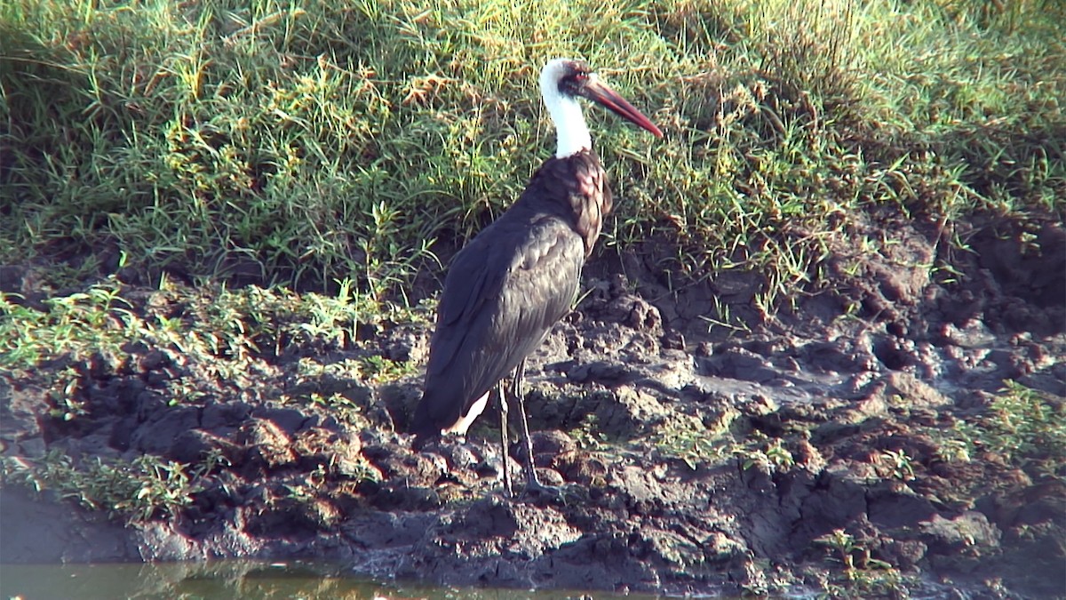 African Woolly-necked Stork - ML379999781