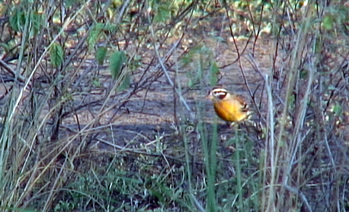 Golden-breasted Bunting - ML380002111