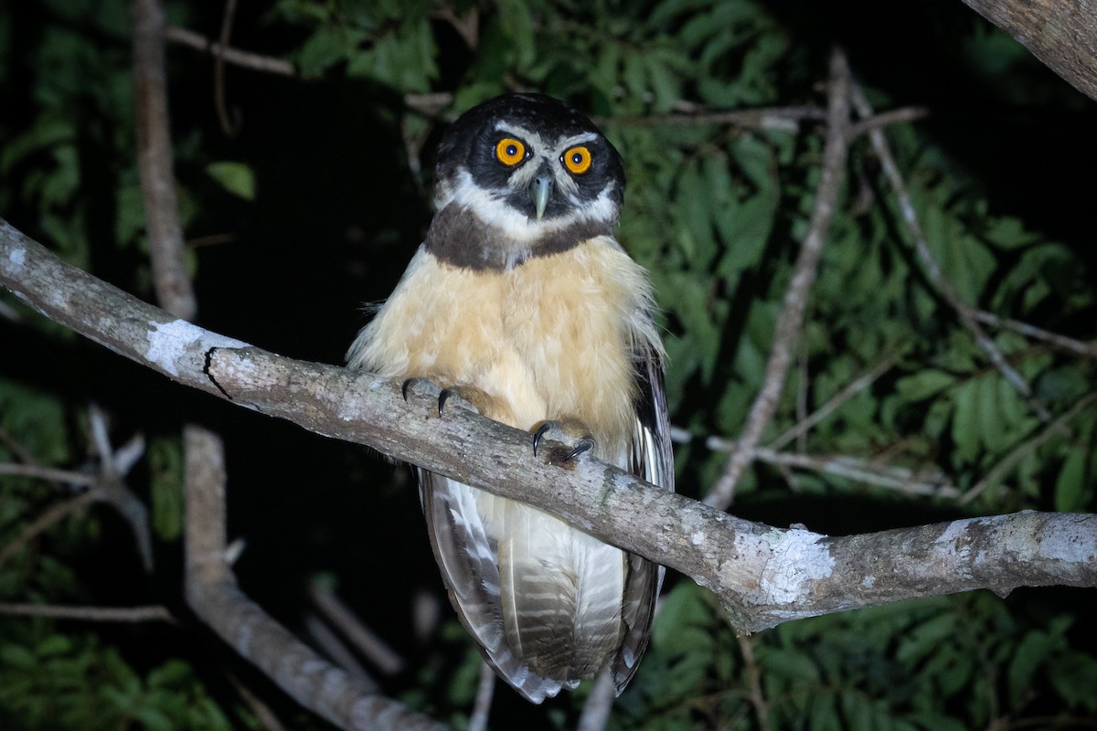 Spectacled Owl - Vitor Rolf Laubé