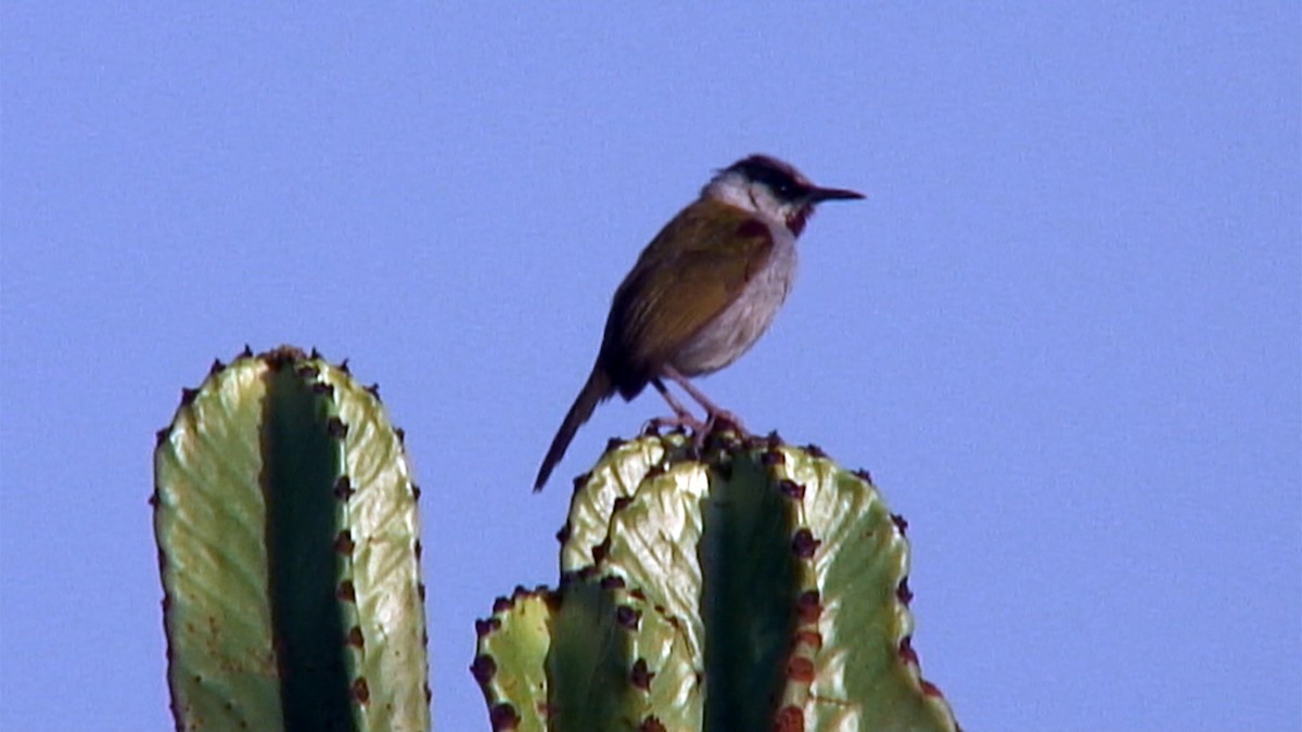 Gray-capped Warbler - ML380002411