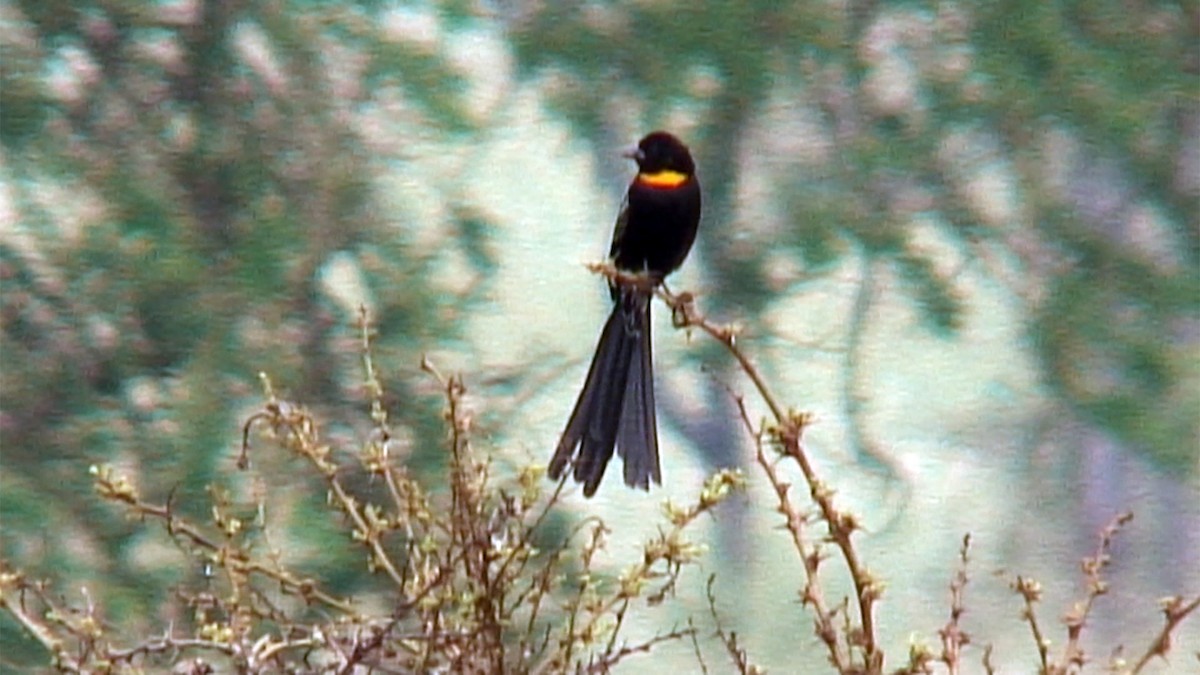Red-collared Widowbird - Josep del Hoyo