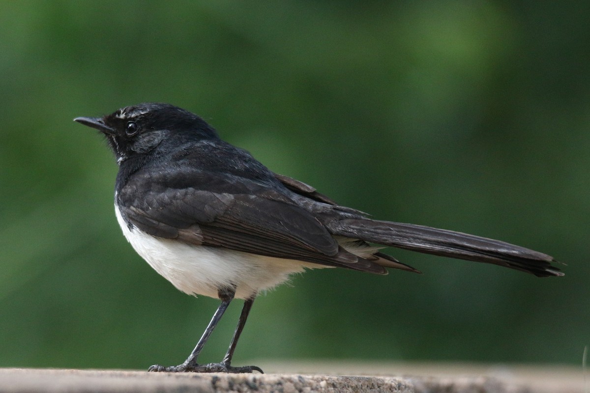Willie-wagtail - ML380003001