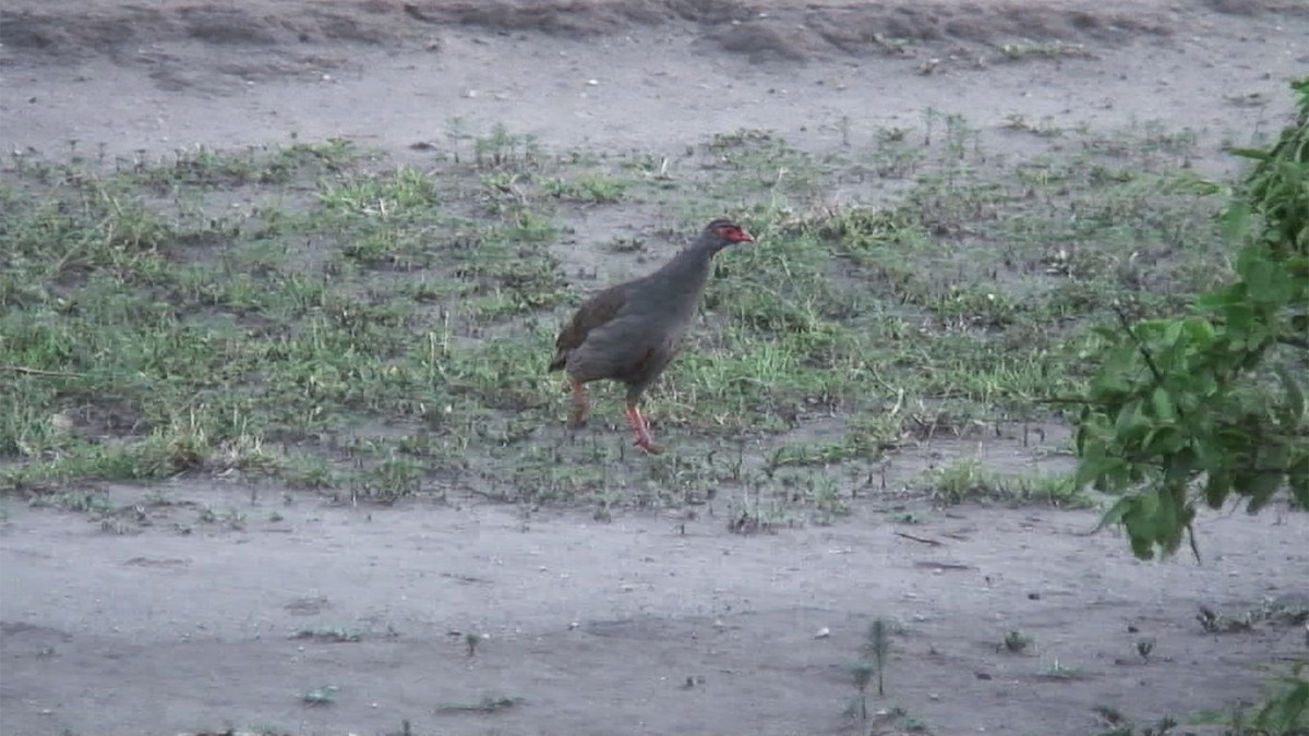 Red-necked Spurfowl (Cranch's) - ML380003971