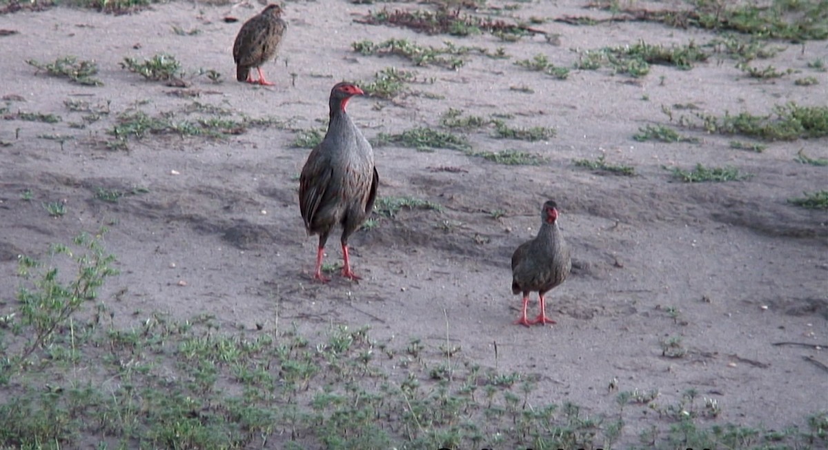 Red-necked Spurfowl (Cranch's) - ML380004091