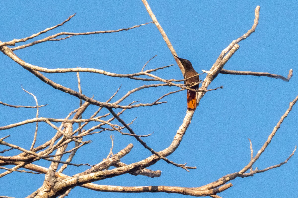 kolibřík červenohlavý - ML380007181