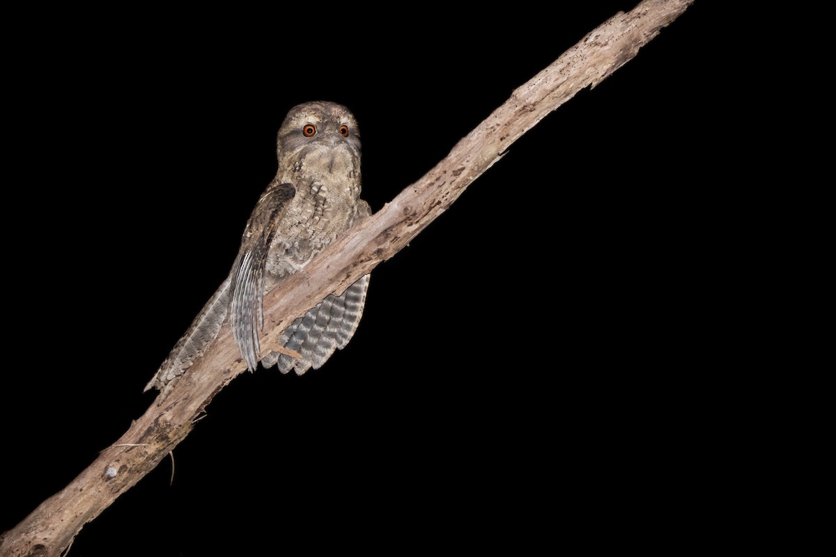 Marbled Frogmouth - Indra Bone