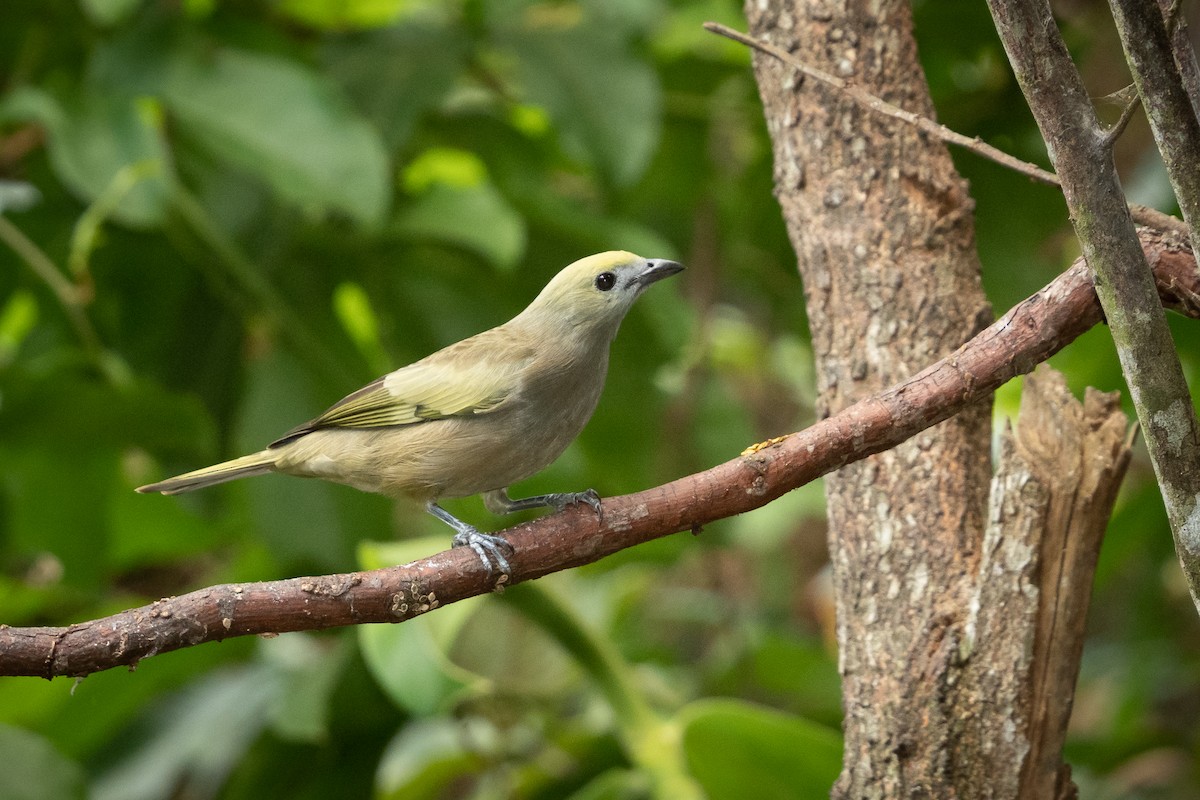 Palm Tanager - ML380011741
