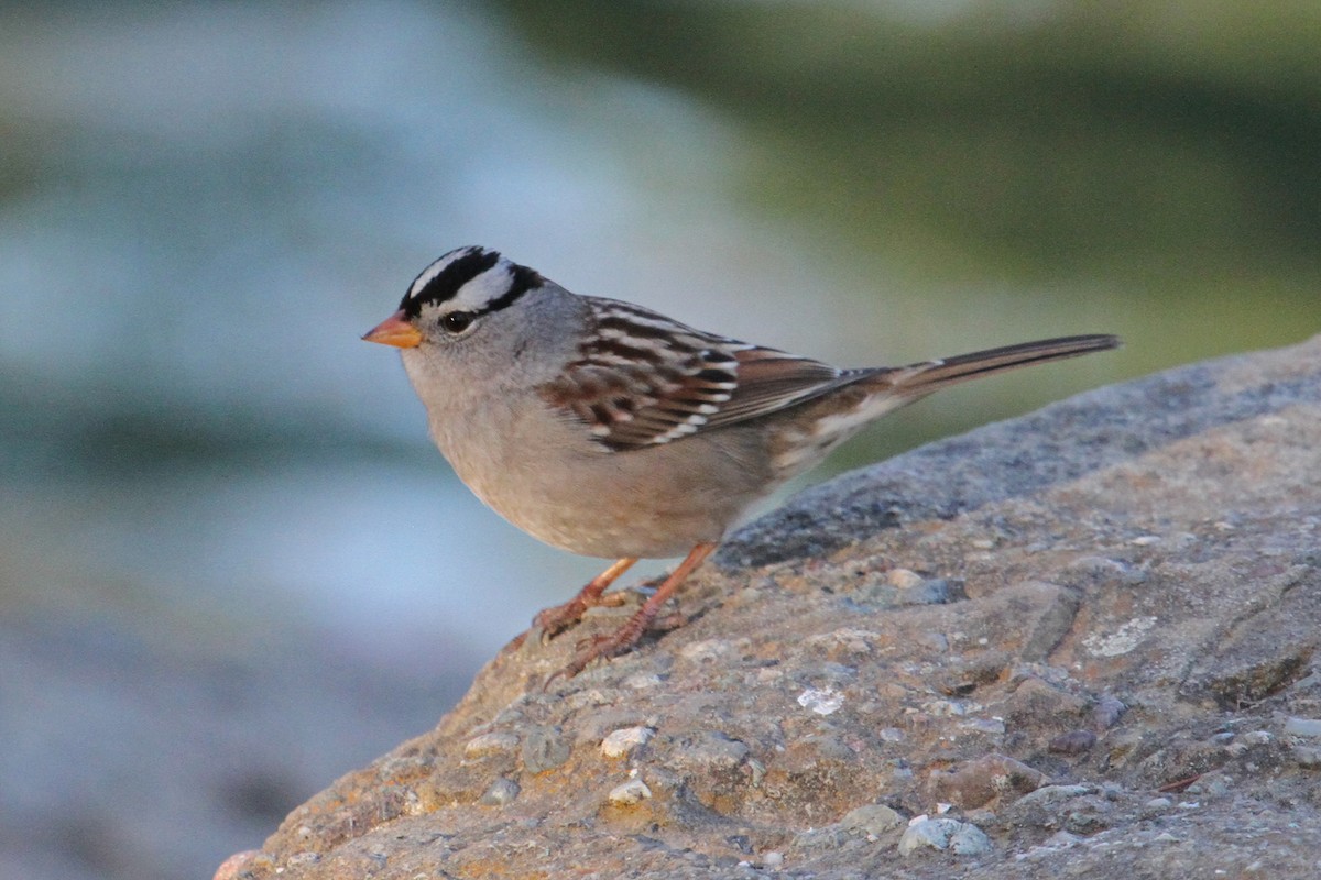 White-crowned Sparrow (Gambel's) - ML38001571