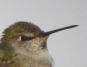Anna's Hummingbird - ML38001951