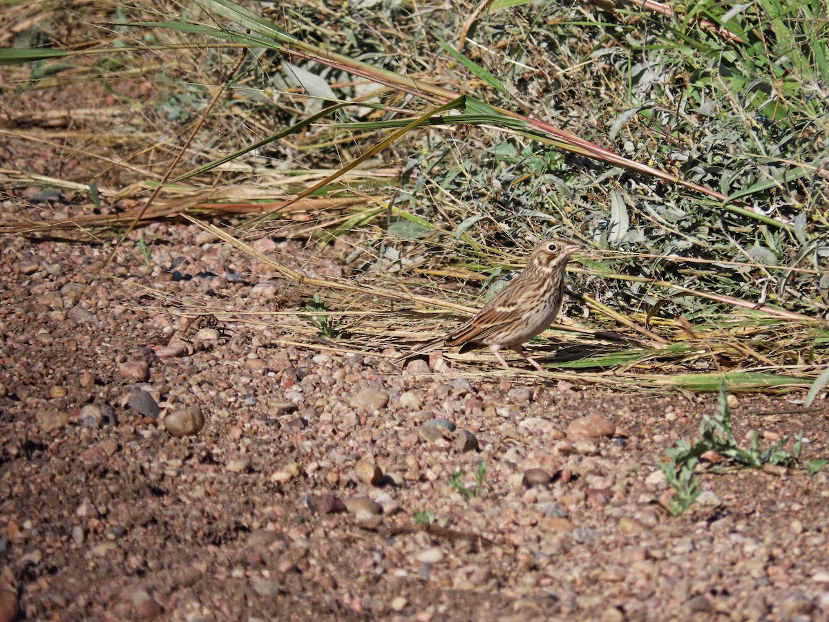 Savannah Sparrow - ML380020951