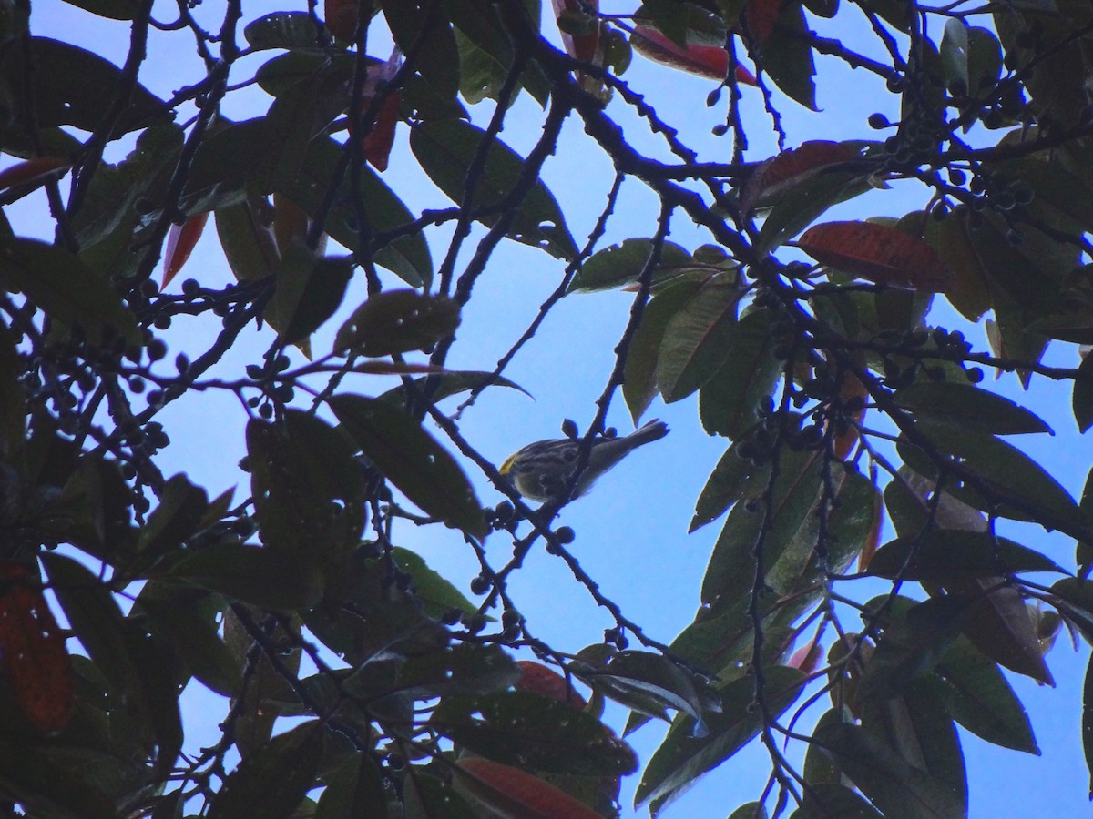 Black-throated Green Warbler - Juan Camilo Uribe
