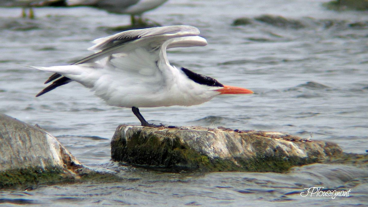 Royal Tern - Jean-Pierre Tousignant