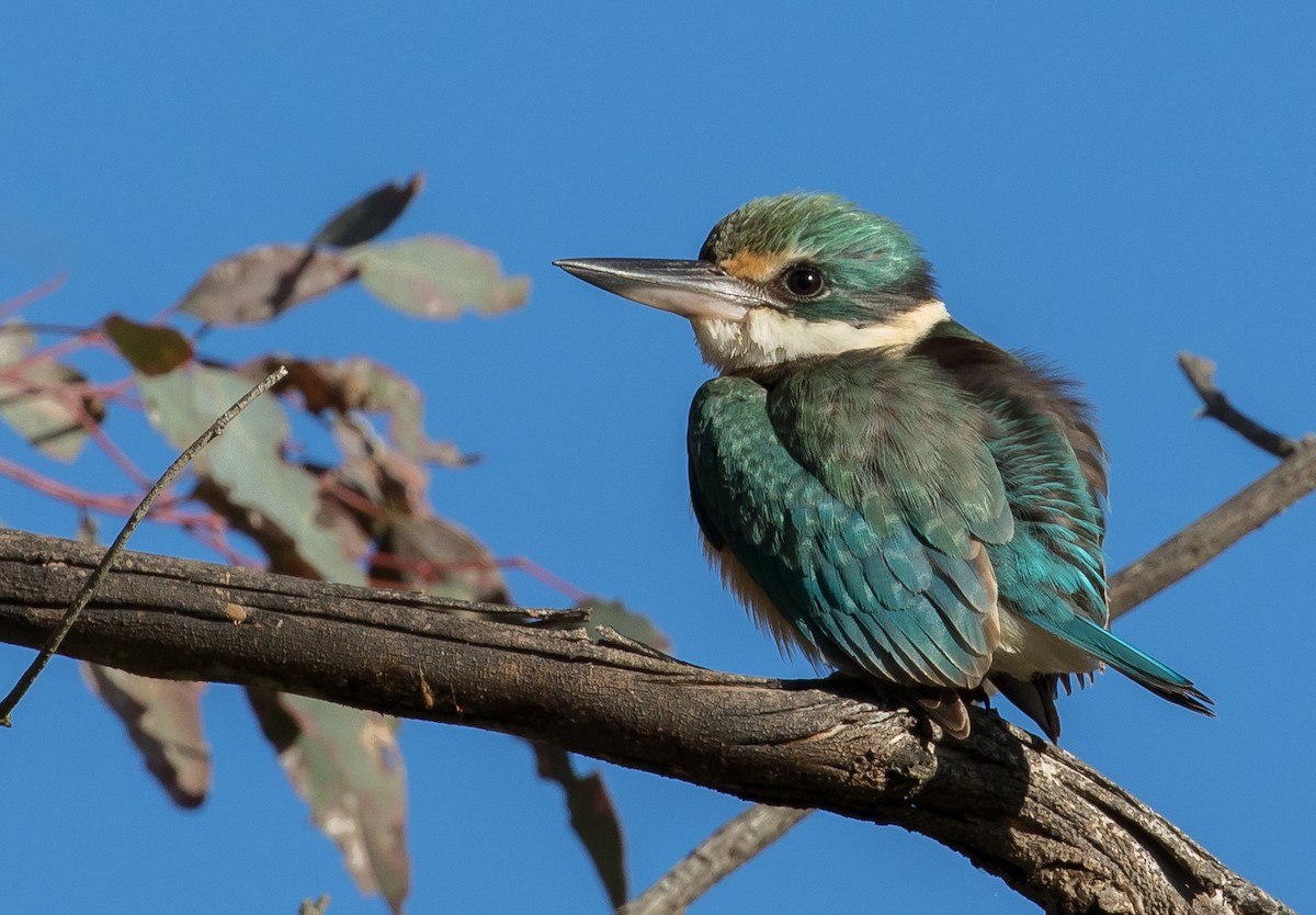 Sacred Kingfisher - shorty w