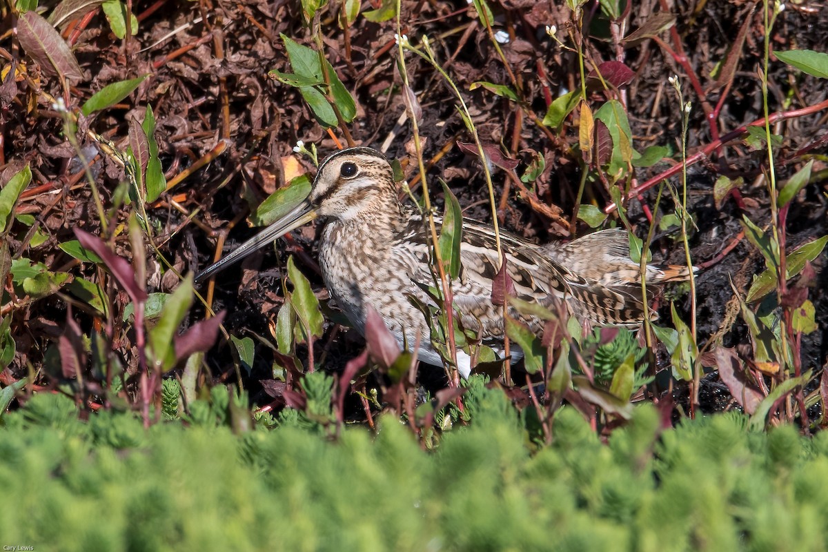 Latham's Snipe - Cary Lewis