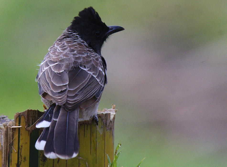 Red-vented Bulbul - Fareed Mohmed