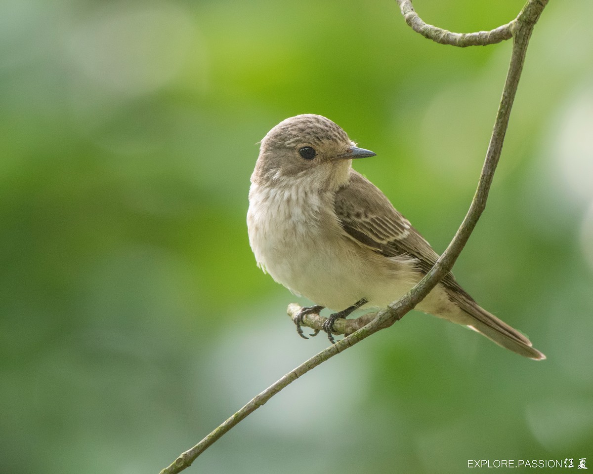 Spotted Flycatcher - Wai Loon Wong