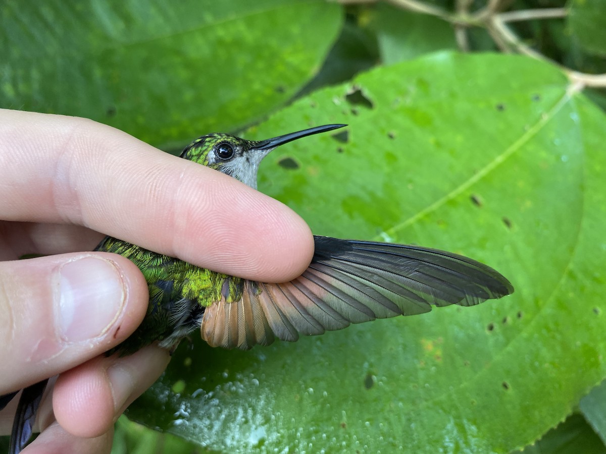 Stripe-tailed Hummingbird - ML380042181