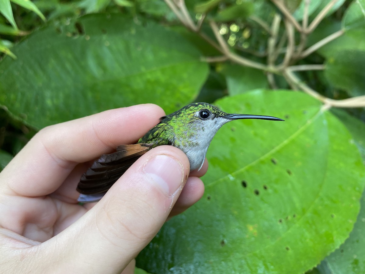 Stripe-tailed Hummingbird - ML380042211