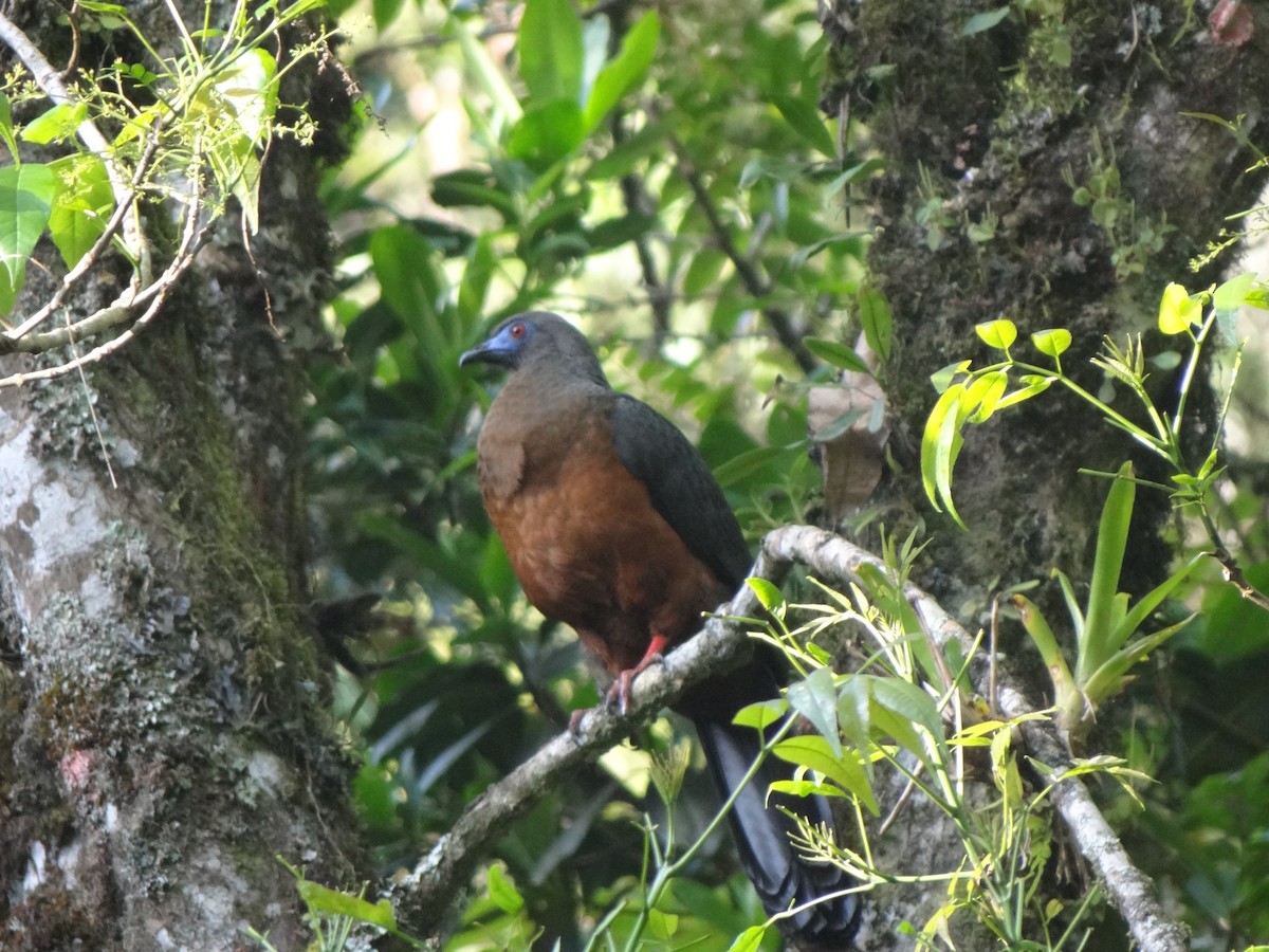 Sickle-winged Guan - ML380044481