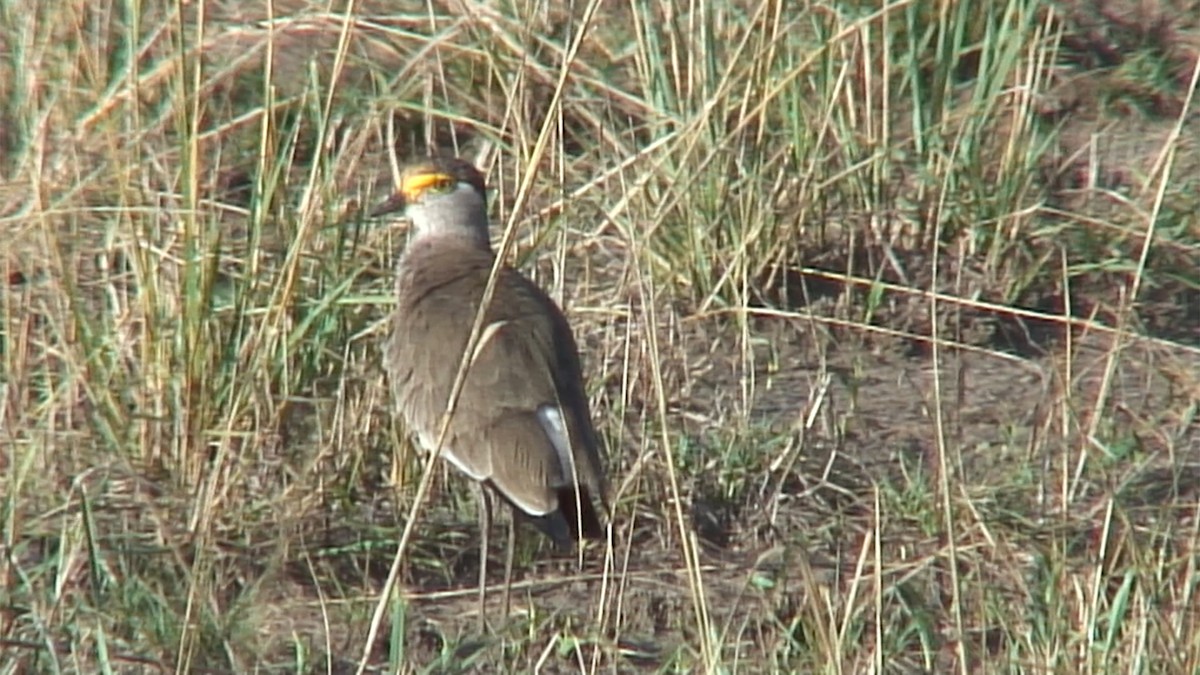 Brown-chested Lapwing - ML380047561