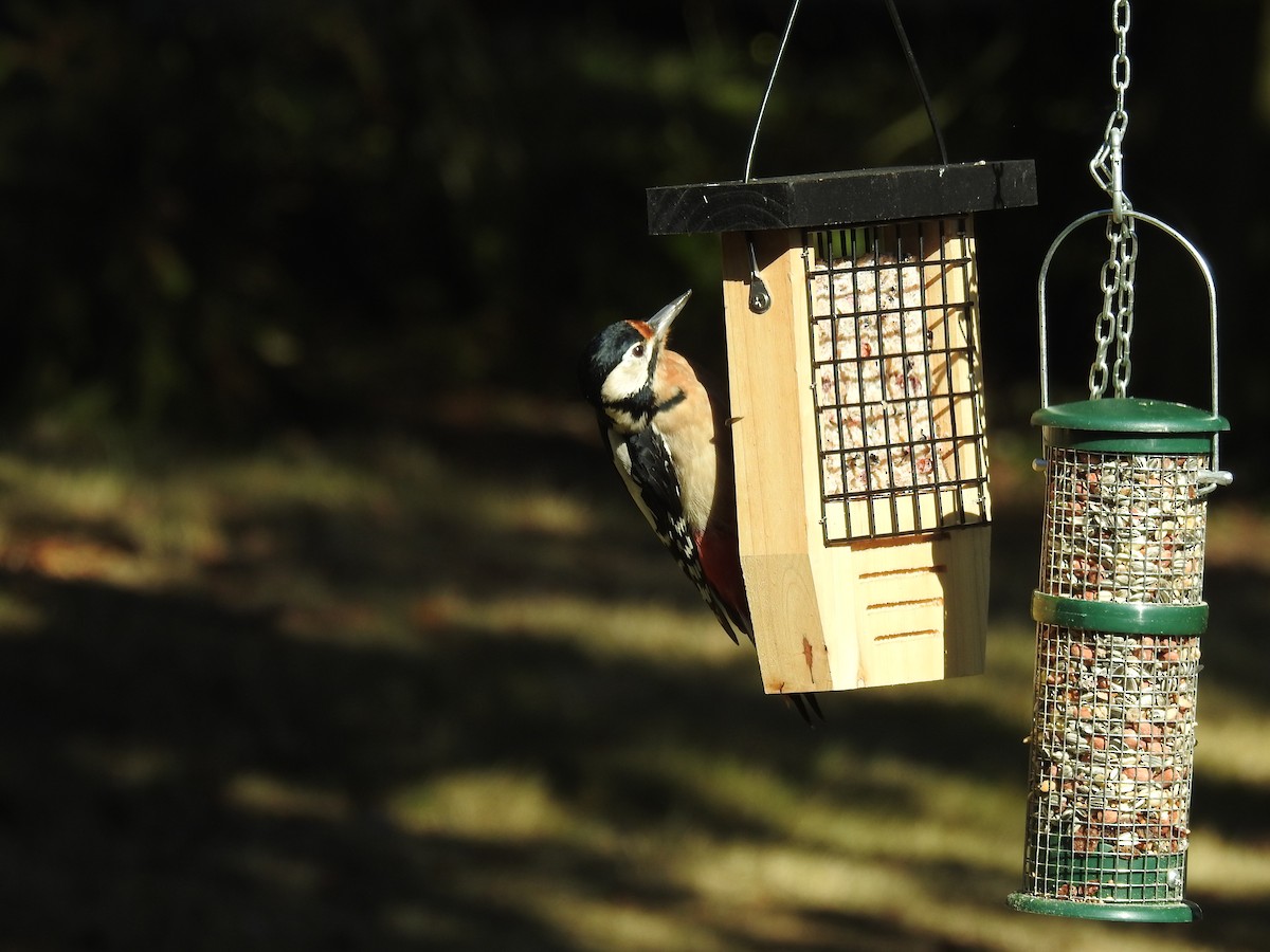 Great Spotted Woodpecker - ML380047751